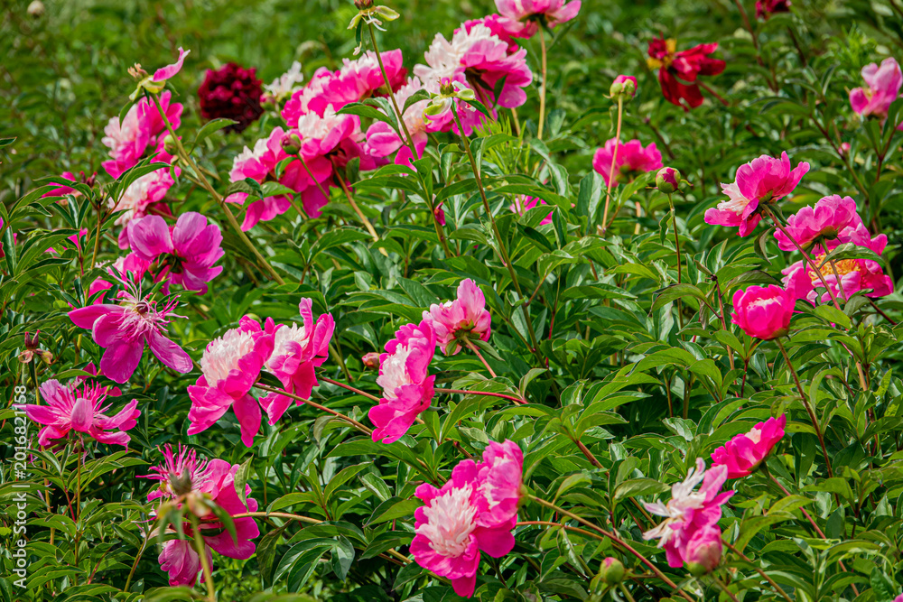 Fototapeta premium Vibrant garden blooms showcase a stunning display of pink peonies under bright sunlight