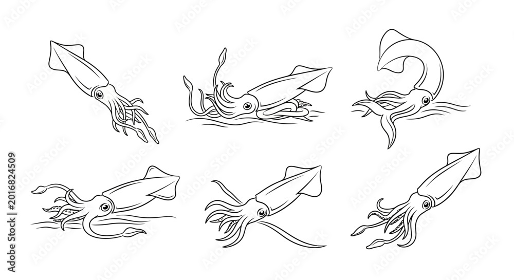 Fototapeta premium Set of Hand-Drawn Squid Illustrations in Various Dynamic Poses