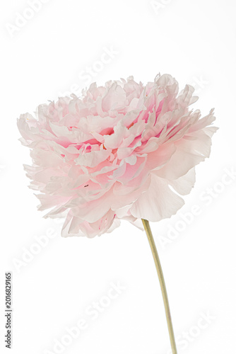 Soft pink peony blooms gracefully in delicate light during a serene spring afternoon