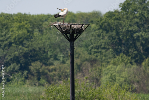 Bild auf Leinwand Oriental White Stork clattering on artificial nest tower