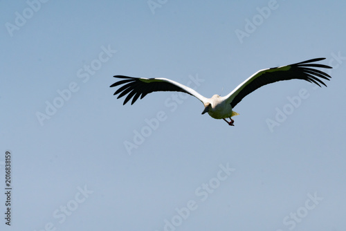 Konstfotografi Oriental White Stork flying