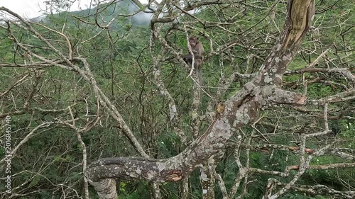 Macaca fascicularis (Monyet kra, long tailed macaque, monyet  pemakan kepiting, crab eating monkey) is eating banana.