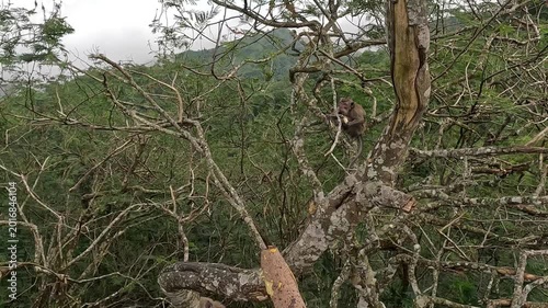 Macaca fascicularis (Monyet kra, long tailed macaque, monyet  pemakan kepiting, crab eating monkey) is eating banana.