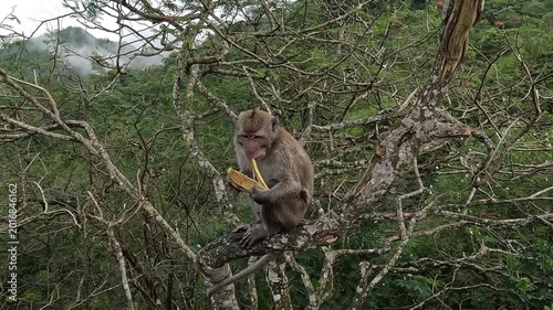 Macaca fascicularis (Monyet kra, long tailed macaque, monyet  pemakan kepiting, crab eating monkey) is eating banana.