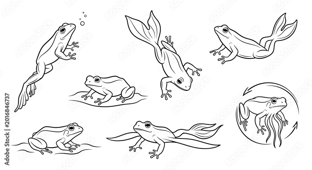 Obraz premium Frog Life Cycle Stages Illustration, Metamorphosis Process Outline