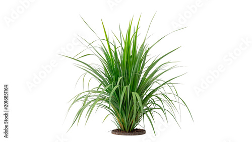 Картината върху платно Green potted grass plant  acorus calamus for home interior decor and natural gre