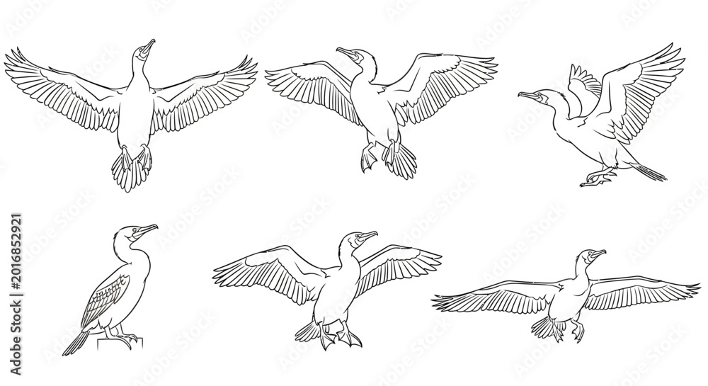 Obraz premium Cormorant Bird Line Art Illustrations in Various Dynamic Poses