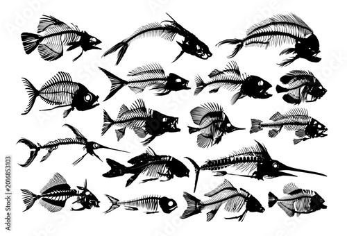 Foto A big Set Skeletons of predatory sea fishes.