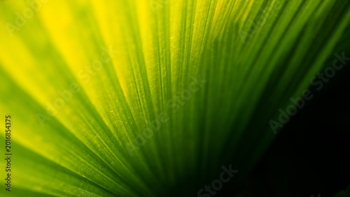 Green Leaf Texture Close up. Natural Leaf Background