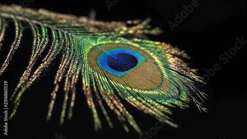 Peacock Feather Close Up with Beautiful Blue Green Eye Pattern Abstract Background