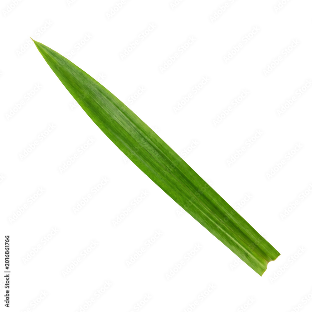 Fototapeta premium Single fresh green pandan leaf isolated on transparent background