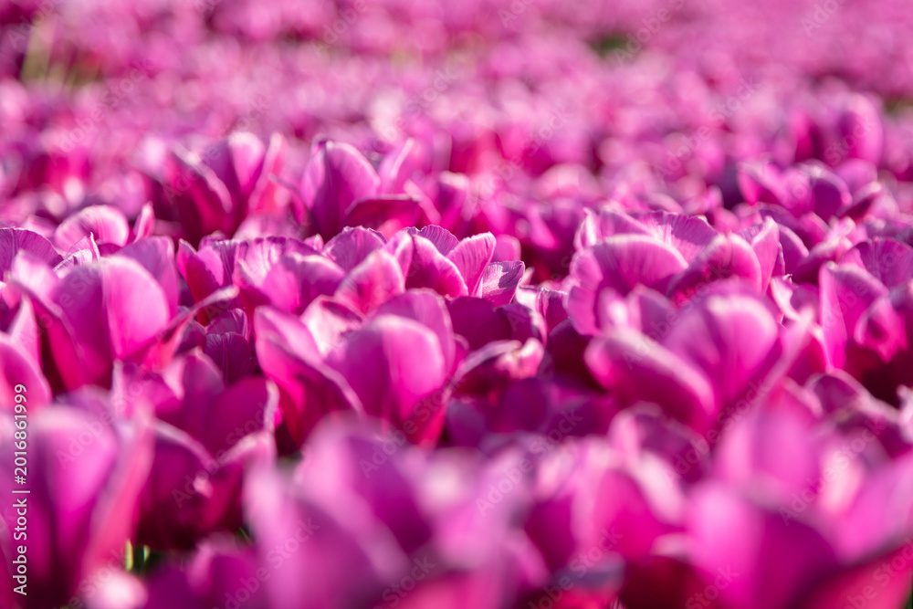 Obraz premium Spring field of purple tulips with green stems and bright natural light