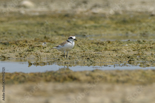 Εκτύπωση καμβά Kentish Plover on mudflat near Nalsarovar, Gujarat