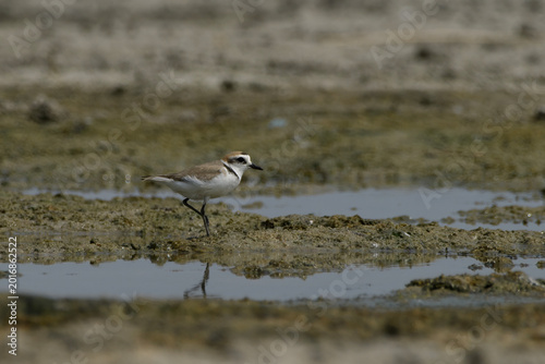 Fotografija Kentish Plover on mudflat near Nalsarovar, Gujarat