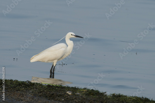 Tableau sur toile Little Egret in wetland near Nalsarovar, Gujarat