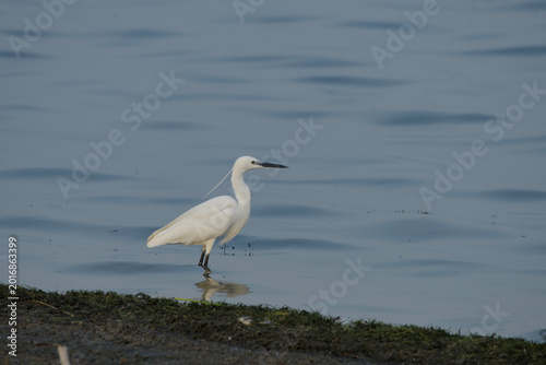 Foto Little Egret in wetland near Nalsarovar, Gujarat
