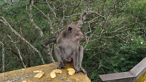 Macaca fascicularis (Monyet kra, long tailed macaque, monyet  pemakan kepiting, crab eating monkey) is eating banana.