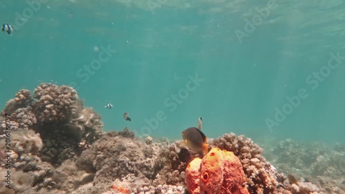 Vibrant underwater scene of tropical fish swimming around coral and sponges in Fiji