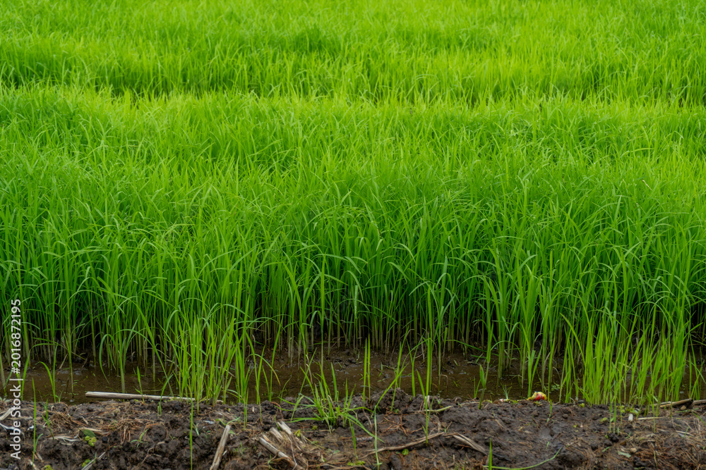 Obraz premium Green rice in the fields, soon ready for harvest.