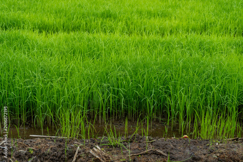 Fotografija Green rice in the fields, soon ready for harvest.