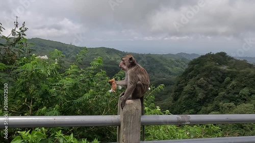Macaca fascicularis (Monyet kra, kera ekor panjang, monyet ekor panjang, long tailed macaque, monyet  pemakan kepiting) is eating plastic