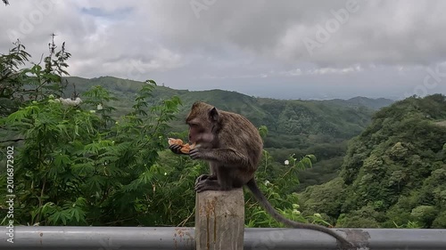 Macaca fascicularis (Monyet kra, kera ekor panjang, monyet ekor panjang, long tailed macaque, monyet  pemakan kepiting) is eating plastic