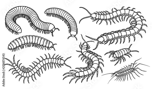 Tableau sur toile Millipede and centipede monochrome vector insect arthropod illustrations