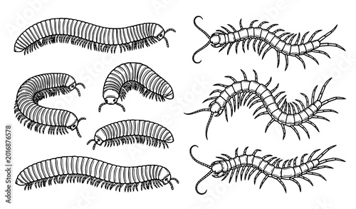 Konstfotografi Black and white millipede and centipede vector arthropod illustration set