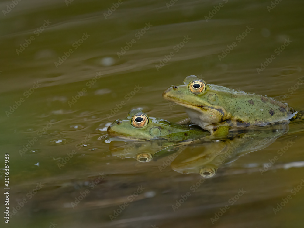Fototapeta premium Wasserfrosch, Grünfrosch, Pelophylax