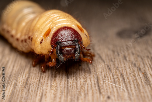 Photography Detailed Macro Of Beetle Larva