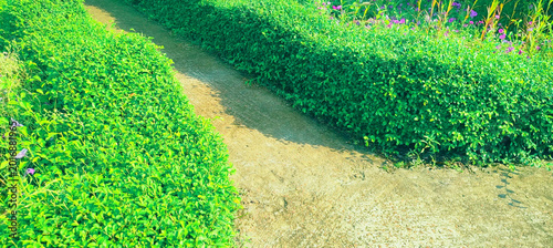 Obraz na plátne Lush green garden path bordered by manicured hedges and wildflowers
