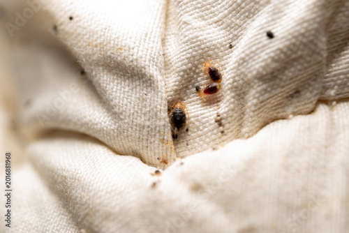 Close Up Of Bed Bug Infestation