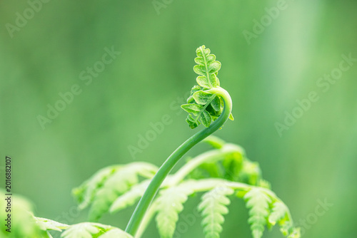 Fotografía The fiddlehead structure of a young bracken fern frond just beginning to open and unfurl, grows against a green background on the forest floor of the temperate forest at Jervis Bay in Australia