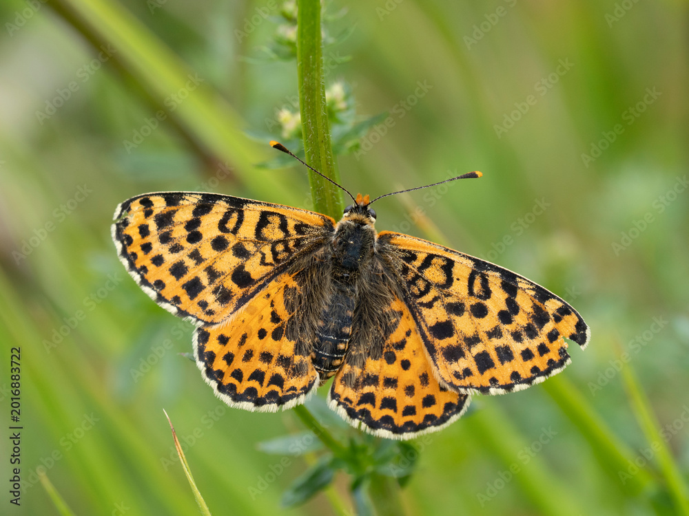 Obraz premium Roter Scheckenfalter, Melitaea didyma