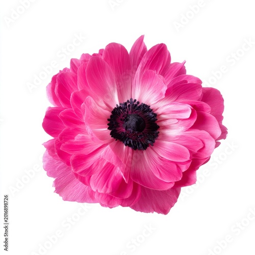 Pink Flower Stands out Against White Background in Simple Arrangement