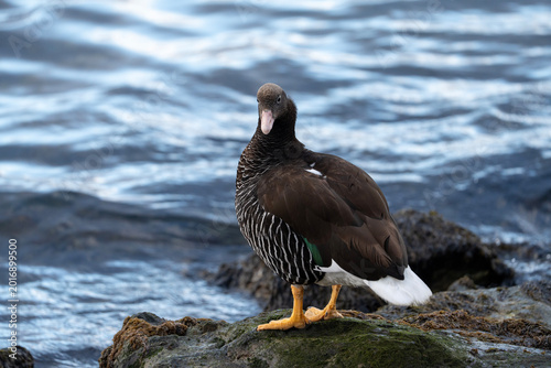 Kelp goose at the water, Chloephaga hybrida in Argentina, female bird