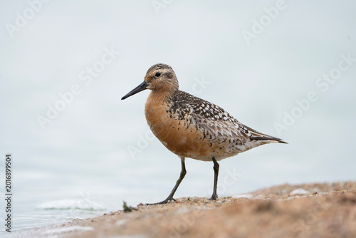 Red knot, Calidris canutus in breeding plumage, side view