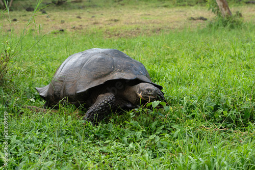 Galapagos Giant Tortoise of Santa Cruz island, Chelonoidis niger donfaustoi
