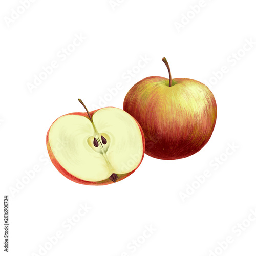 drawing fruit, whole and half of red apple whole isolated at white background, hand drawn illustration