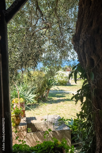 Garden with trees and plants on a hill overlooking the sea. The photo was taken near the seaside village of Rodia, Sicily, in Southern Italy