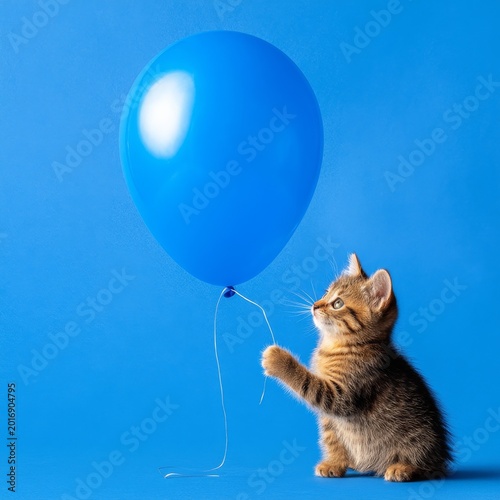 Cute Kitten Plays With a Blue Balloon in a Bright Setting During the Daytime