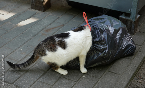 Fotografie Cat looking for food in trash bag on city street
