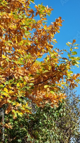 autumn leaves of tree in the garden
