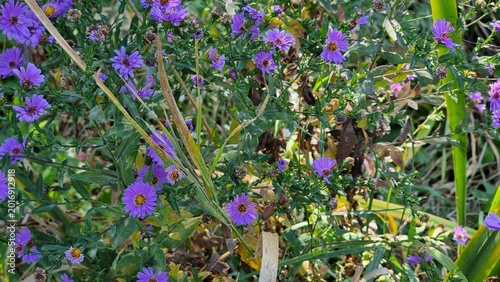 Close-up view of beautiful flowers. Aster alpinus in autumn.