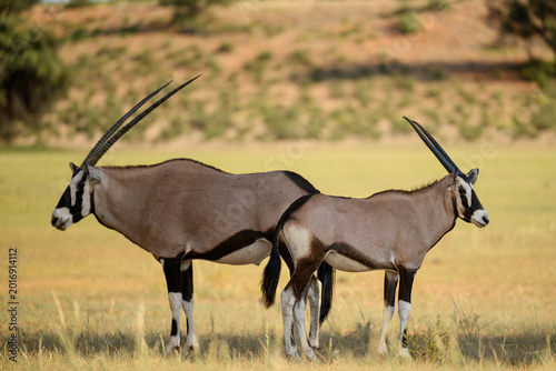Gemsbok in the Auob river valley, Kgalagadi Transfrontier National Park
