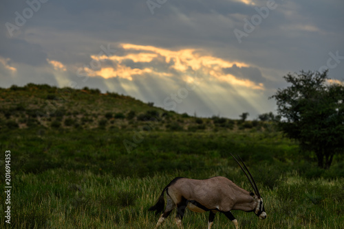 A gemsbok grazing at down with rays of sunlight streaking through the clouds in the background, Kgalagadi Transfrontier Park