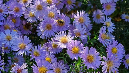 Beautiful flowers in the garden. Aster amellus in autumn. Bee pollinates an aster.