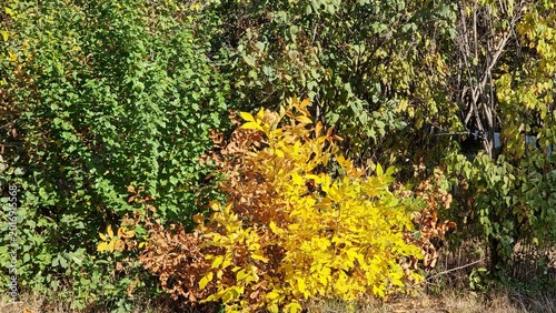 autumn landscape of the garden