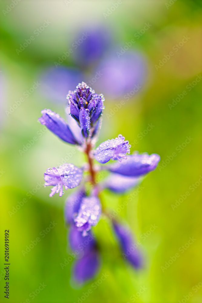 Obraz premium Close up at Common milkwort flower with dew drops