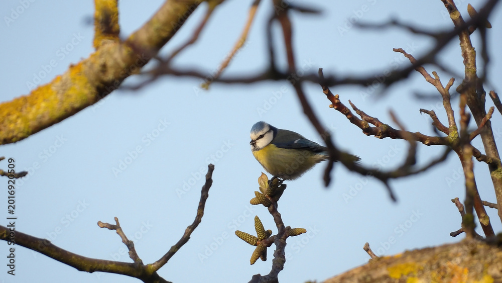 Fototapeta premium A perched superb cyaniste carueleus shooted inside tree branches on fresh buds in a 16x9 photography